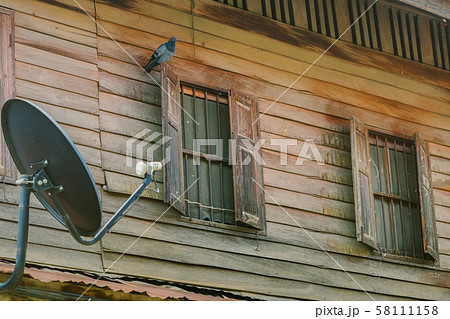 Pigeons on old wooden window of the former wooden house. 58111158