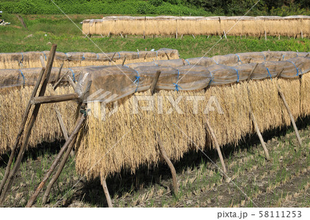 おだ掛け　田んぼ　茨城県大子町 58111253