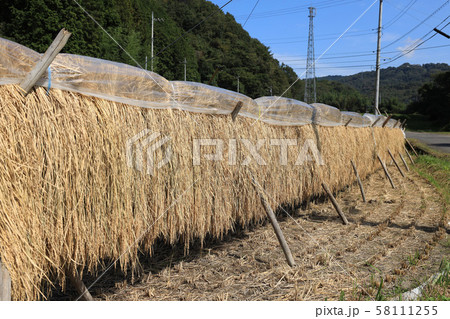 おだ掛け　田んぼ　茨城県大子町 58111255