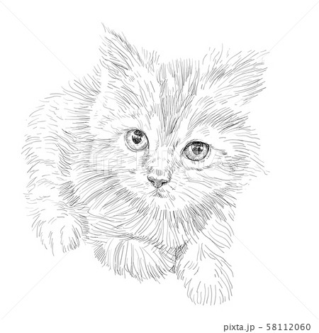 Drawing of adorable cat lying on white background. 58112060