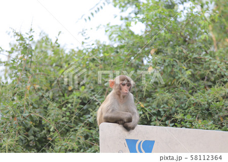 Monkey at hong kong, Kam Shan Country Park 2019 58112364
