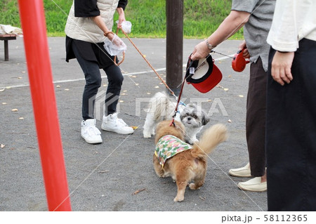 公園で犬の散歩中の犬同士のご挨拶 58112365