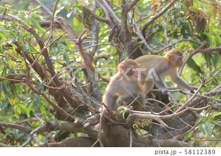 Monkey at hong kong, Kam Shan Country Park 2019 Monkey at hong kong, Kam Shan Country Park 2019 58112389