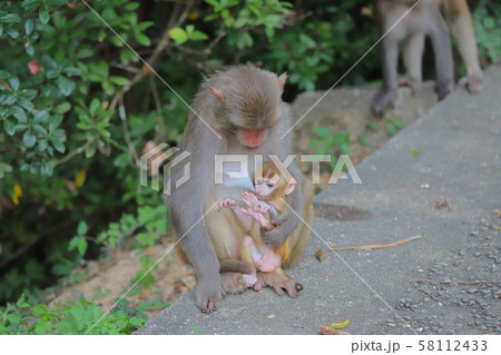 Monkey at hong kong, Kam Shan Country Park 2019 58112433