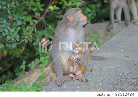 Monkey at hong kong, Kam Shan Country Park 2019 58112434