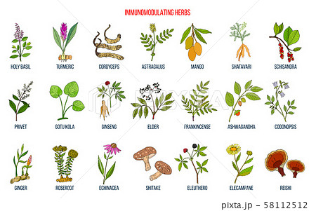 Best medicinal herbs for the immune system 58112512