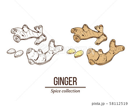 Medicinal and kitchen plant ginger 58112519