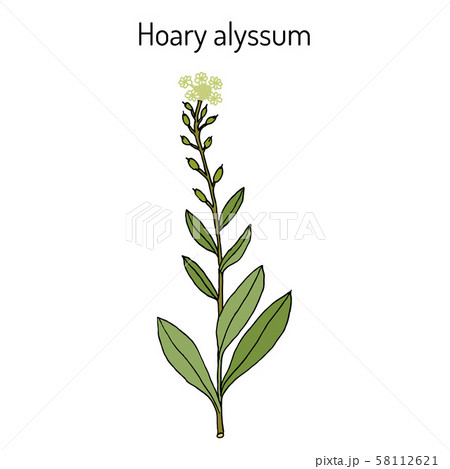 Hoary alyssum Berteroa incana , medicinal plant. Hoary alyssum Berteroa incana , medicinal plant. 58112621