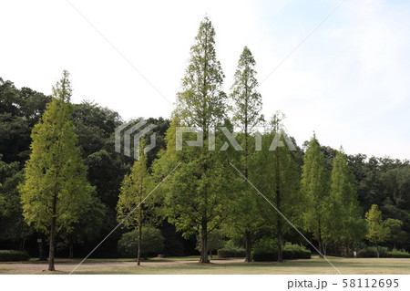名古屋 平和公園 メタセコイア 名古屋 平和公園 メタセコイア 58112695