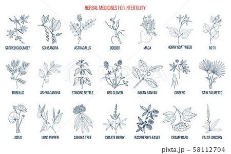Best herbs for infertility 58112704