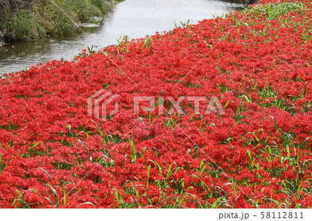 彼岸花　矢勝川 58112811