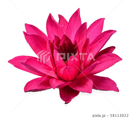 Lotus flower isolated on white clipping path 58113022