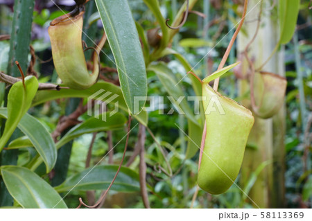 ウツボカズラ 食虫植物 ウツボカズラ 食虫植物 58113369