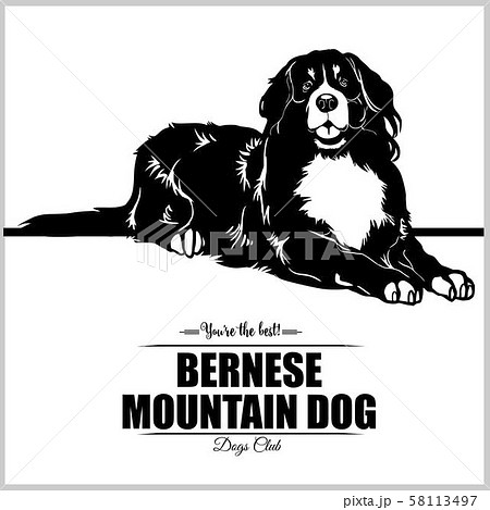 Bernese Mountain Dog Vector Illustration For のイラスト素材