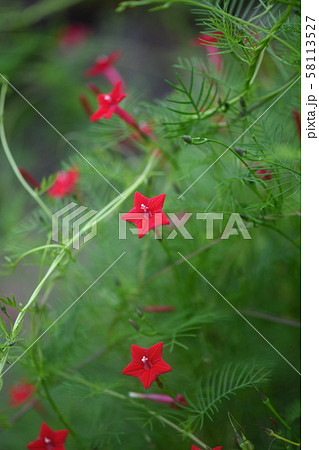 ルコウソウの花の写真素材