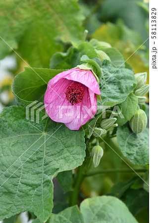 Chinese lantern 58113829