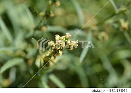 Tarragon Tarragon 58113845