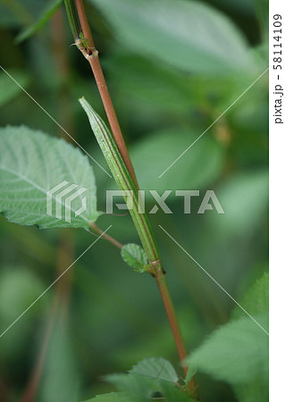 モロヘイヤの実 58114109