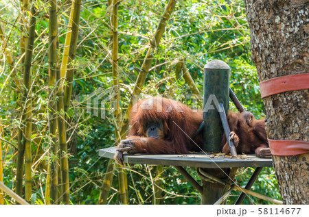 Orangutan Borneo (Pongo Pygmaeus) 58114677