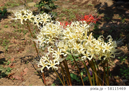 シロバナマンジュシャゲ(白花曼珠沙華) シロバナマンジュシャゲ(白花曼珠沙華) 58115469
