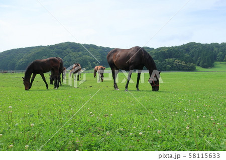 北の大地「サラブレッド銀座」にある牧場で牧草を食べるサラブレッド 58115633