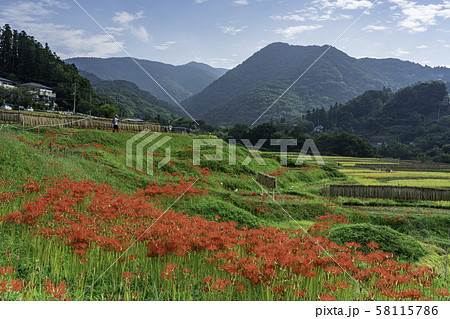 (埼玉県)秩父・寺坂棚田 彼岸花咲く頃 (埼玉県)秩父・寺坂棚田 彼岸花咲く頃 58115786