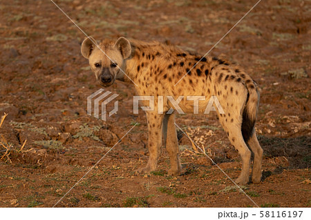 Whole Hyena at the right side of the frame Whole Hyena at the right side of the frame 58116197