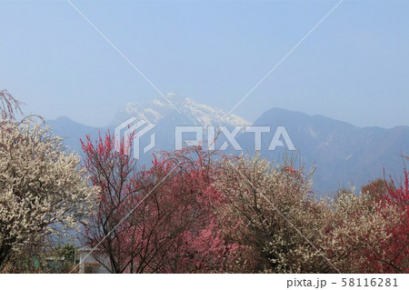 山梨県北杜市眞原桜並木の風景 58116281