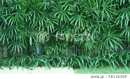 Nature wall of Lady palm tree or bamboo palm which in front of white color cement background wall for represent mood and tone of tropical asia jungle and refreshing feeling 58116309