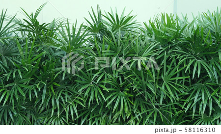 Nature wall of Lady palm tree or bamboo palm which in front of white color cement background wall for represent mood and tone of tropical asia jungle and refreshing feeling 58116310