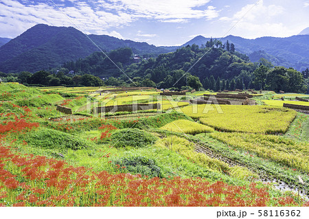 （埼玉県）秩父・寺坂棚田　彼岸花咲く頃、収穫 58116362