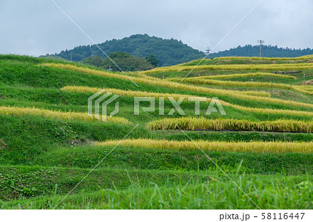 姨捨の棚田 58116447