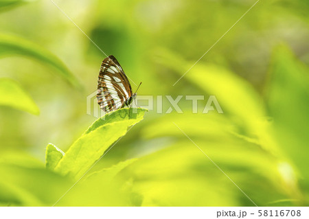 コミスジ 58116708