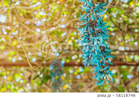 Beautiful blue purple of Tiger claw flowers in Dalat, Vietnam Beautiful blue purple of Tiger claw flowers in Dalat, Vietnam 58116746