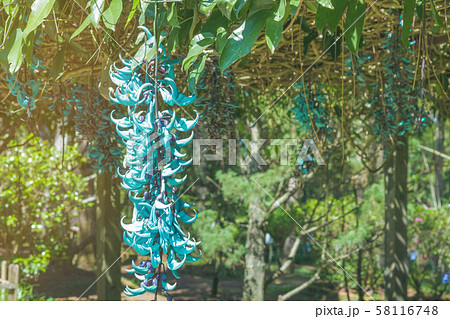 Beautiful blue purple of Tiger claw flowers in Dalat, Vietnam Beautiful blue purple of Tiger claw flowers in Dalat, Vietnam 58116748