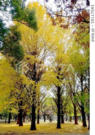 黄色く染まった蘆花公園のイチョウ 58117083