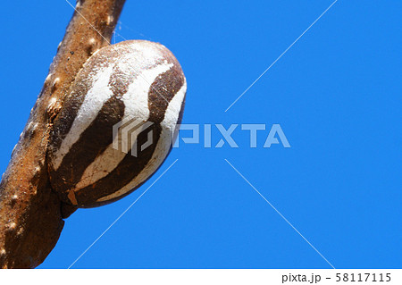 イラガの繭 イラガの繭 58117115