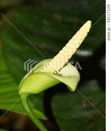 アヌビアス バルテリーの花の写真素材