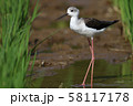 セイタカシギ 58117178
