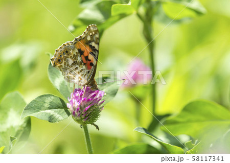 ヒメアカタテハ 58117341