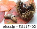 秋栗 秋栗 58117402
