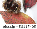 秋栗 秋栗 58117405