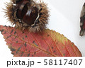 秋栗 秋栗 58117407