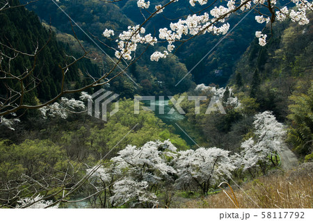 我谷ダムの桜 58117792