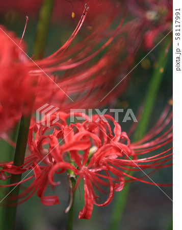 曼珠沙華_4 曼珠沙華_4 58117991