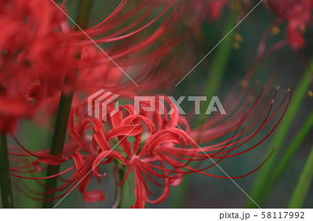 曼珠沙華_2 58117992