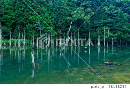 水没林 58118252