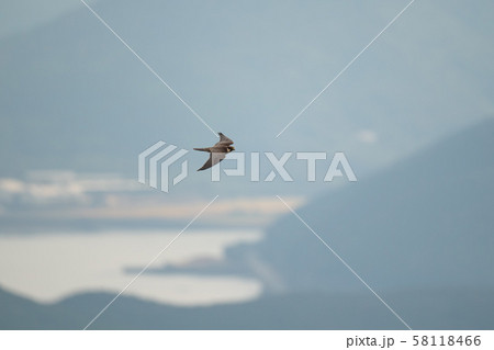 大瀬崎・チゴハヤブサの渡り03 大瀬崎・チゴハヤブサの渡り03 58118466