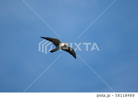 大瀬崎上空を飛翔するハヤブサ02 58118469