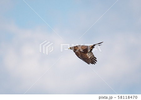 大瀬崎・ハチクマ、秋の渡り01 58118470